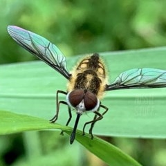 Trichophthalma sp. (genus) (Tangle-vein fly) at Karabar, NSW - 23 Nov 2020 by aussiestuff
