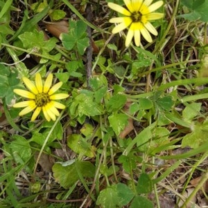 Arctotheca calendula at Griffith, ACT - 6 Nov 2020