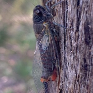 Yoyetta timothyi at Jerrabomberra, NSW - 25 Nov 2020