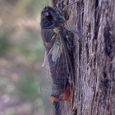 Yoyetta timothyi (Brown Firetail Cicada) at Jerrabomberra, NSW - 25 Nov 2020 by aussiestuff