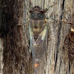 Yoyetta timothyi at Jerrabomberra, NSW - 25 Nov 2020