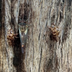 Yoyetta timothyi at Jerrabomberra, NSW - 25 Nov 2020