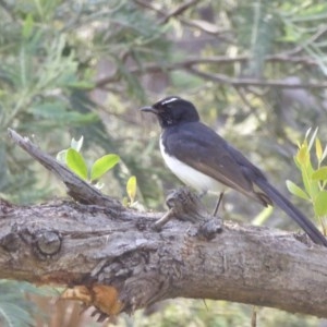 Rhipidura leucophrys at Yass River, NSW - 25 Nov 2020 05:20 AM