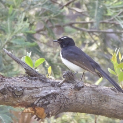 Rhipidura leucophrys (Willie Wagtail) at Rugosa - 24 Nov 2020 by SenexRugosus