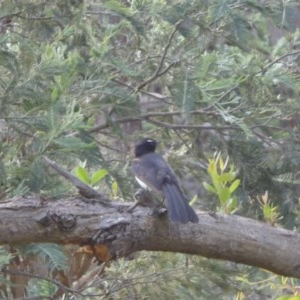 Rhipidura leucophrys at Yass River, NSW - 25 Nov 2020