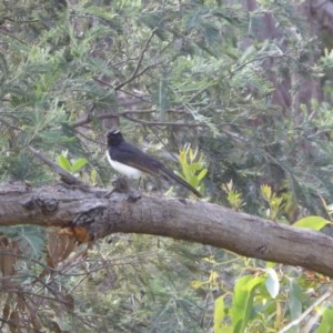 Rhipidura leucophrys at Yass River, NSW - 25 Nov 2020