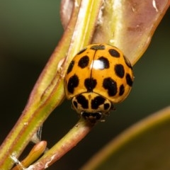 Harmonia conformis (Common Spotted Ladybird) at Holt, ACT - 25 Nov 2020 by Roger