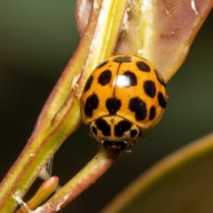 Harmonia conformis (Common Spotted Ladybird) at Holt, ACT - 24 Nov 2020 by Roger