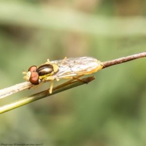 Sphaerophoria macrogaster at Holt, ACT - 25 Nov 2020