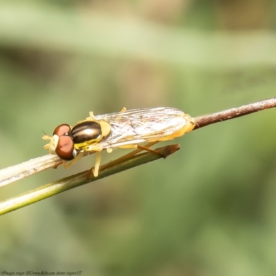 Sphaerophoria macrogaster (Hover Fly) at Aranda Bushland - 24 Nov 2020 by Roger