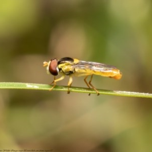 Sphaerophoria macrogaster at Holt, ACT - 25 Nov 2020