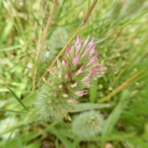 Trifolium angustifolium at Yass River, NSW - 23 Nov 2020