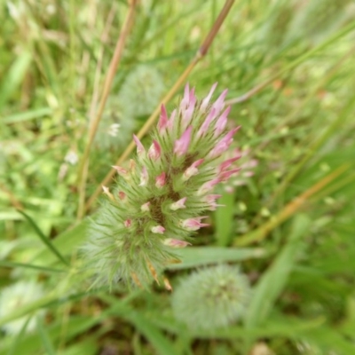 Trifolium angustifolium (Narrowleaf Clover) at Yass River, NSW - 23 Nov 2020 by SenexRugosus