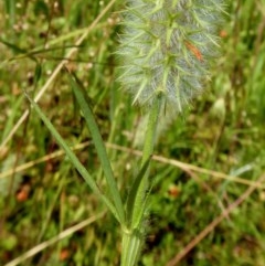 Trifolium angustifolium at Yass River, NSW - 23 Nov 2020