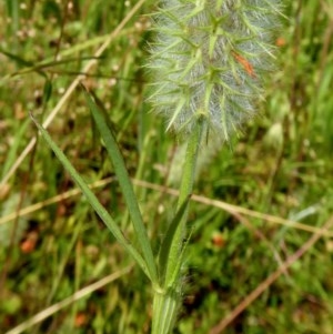 Trifolium angustifolium at Yass River, NSW - 23 Nov 2020