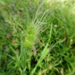 Cynosurus echinatus (Rough Dog's Tail Grass) at Yass River, NSW - 24 Nov 2020 by SenexRugosus