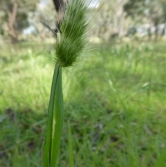 Cynosurus echinatus at Yass River, NSW - 24 Nov 2020