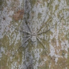 Tamopsis sp. (genus) (Two-tailed spider) at Higgins, ACT - 23 Nov 2020 by AlisonMilton