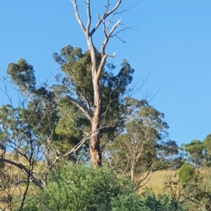 Cacatua sanguinea at Tharwa, ACT - 25 Nov 2020