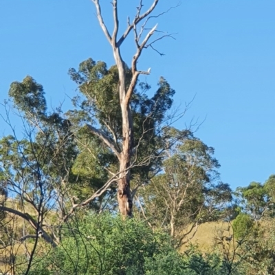 Cacatua sanguinea (Little Corella) at Tharwa, ACT - 24 Nov 2020 by Ct1000