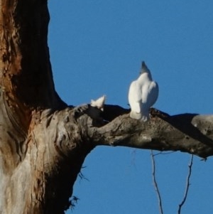 Cacatua sanguinea at Tharwa, ACT - 25 Nov 2020