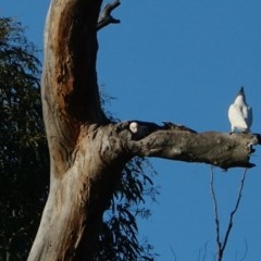 Cacatua sanguinea at Tharwa, ACT - 25 Nov 2020