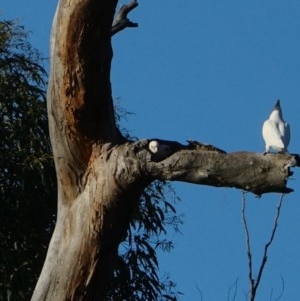 Cacatua sanguinea at Tharwa, ACT - 25 Nov 2020