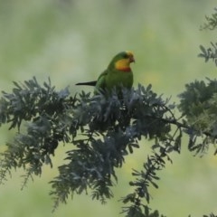 Polytelis swainsonii (Superb Parrot) at Higgins, ACT - 24 Nov 2020 by AlisonMilton