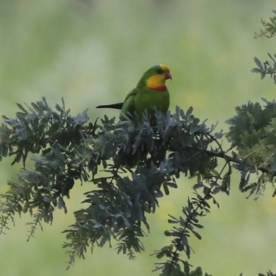 Polytelis swainsonii (Superb Parrot) at Higgins, ACT - 24 Nov 2020 by AlisonMilton