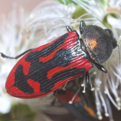 Castiarina indistincta (Jewel Beetle) at Jerrabomberra, NSW - 24 Nov 2020 by Harrisi