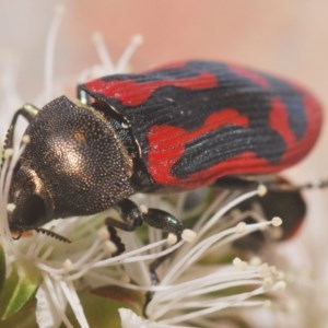 Castiarina indistincta at Jerrabomberra, NSW - 24 Nov 2020 06:44 AM