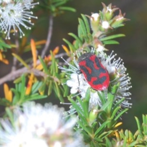 Castiarina indistincta at Jerrabomberra, NSW - 24 Nov 2020 06:44 AM