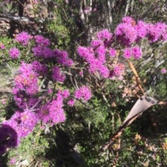 Kunzea parvifolia (Violet Kunzea) at Peak View, NSW - 17 Nov 2020 by Hank