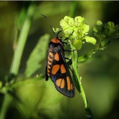 Amata (genus) (Handmaiden Moth) at Gigerline Nature Reserve - 24 Nov 2020 by Ct1000