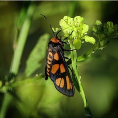 Amata (genus) (Handmaiden Moth) at Tennent, ACT - 25 Nov 2020 by Ct1000