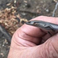 Acritoscincus platynotus (Red-throated Skink) at Jerangle, NSW - 19 Feb 2020 by Hank