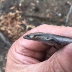 Acritoscincus platynotus at Jerangle, NSW - 19 Feb 2020