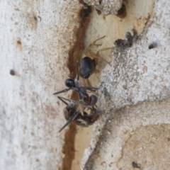 Euryopis umbilicata at Holt, ACT - 23 Nov 2020 11:59 PM