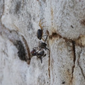 Euryopis umbilicata at Holt, ACT - 23 Nov 2020