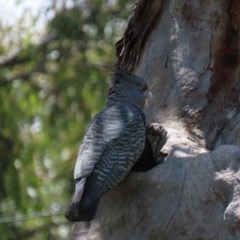 Callocephalon fimbriatum (Gang-gang Cockatoo) at Hughes, ACT - 25 Nov 2020 by AndyRoo