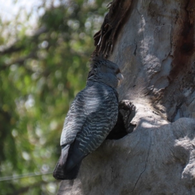 Callocephalon fimbriatum (Gang-gang Cockatoo) at Hughes, ACT - 25 Nov 2020 by AndyRoo