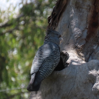 Callocephalon fimbriatum (Gang-gang Cockatoo) at Red Hill to Yarralumla Creek - 24 Nov 2020 by AndyRoo