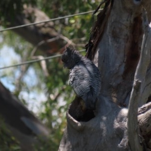 Callocephalon fimbriatum at Hughes, ACT - 25 Nov 2020