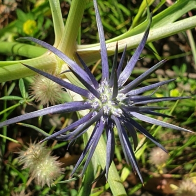 Eryngium ovinum (Blue Devil) at Cook, ACT - 15 Nov 2020 by drakes
