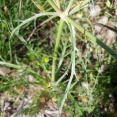 Eryngium ovinum at Cook, ACT - 15 Nov 2020 10:38 AM