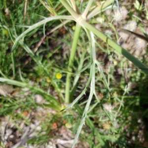 Eryngium ovinum at Cook, ACT - 15 Nov 2020 10:38 AM