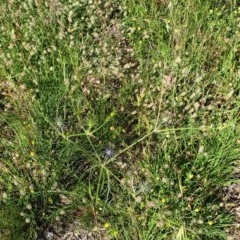 Eryngium ovinum at Cook, ACT - 15 Nov 2020 10:38 AM