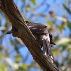 Cracticus torquatus (Grey Butcherbird) at Red Hill to Yarralumla Creek - 24 Nov 2020 by AndyRoo