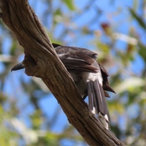 Cracticus torquatus at Hughes, ACT - 25 Nov 2020