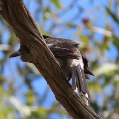 Cracticus torquatus (Grey Butcherbird) at Red Hill to Yarralumla Creek - 24 Nov 2020 by AndyRoo